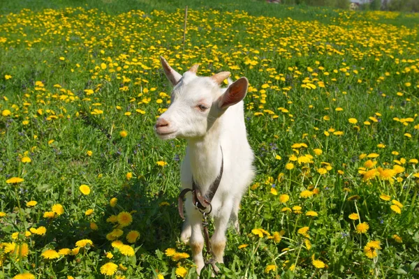 Koza na polu — Zdjęcie stockowe