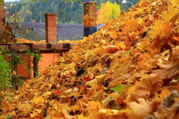 The leaves on the roof