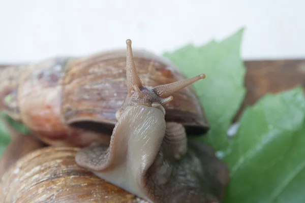 Achatina ślimak — Zdjęcie stockowe