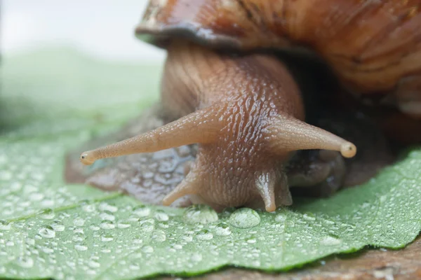 achatina salyangoz