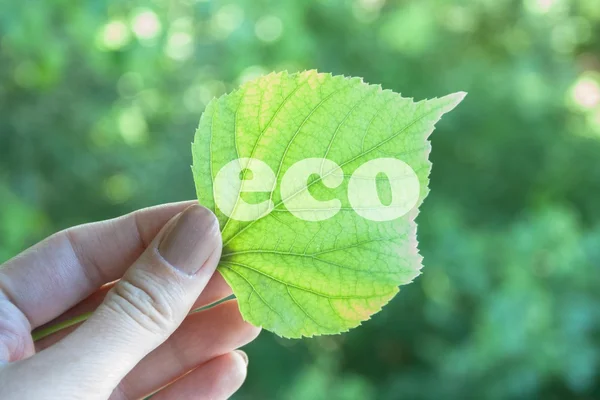 Eco12 — Stock Photo, Image