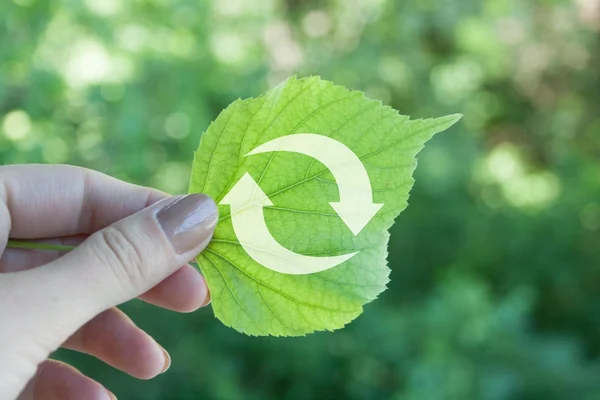 Grönt blad — Stockfoto