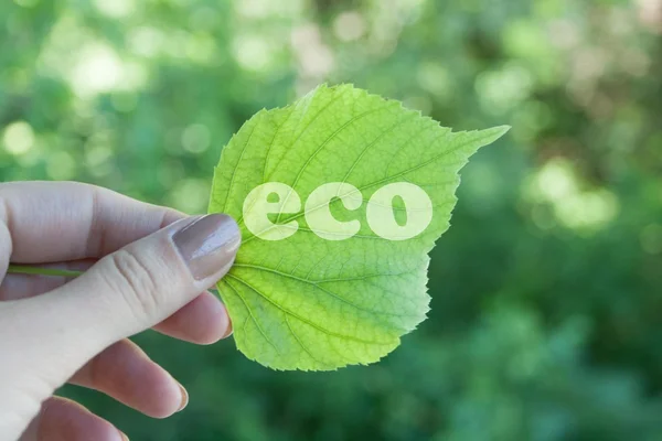 Green leaf — Stock Photo, Image