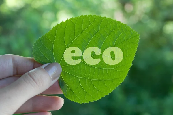 Green leaf — Stock Photo, Image