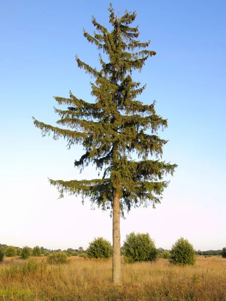 Grote vuren — Stockfoto