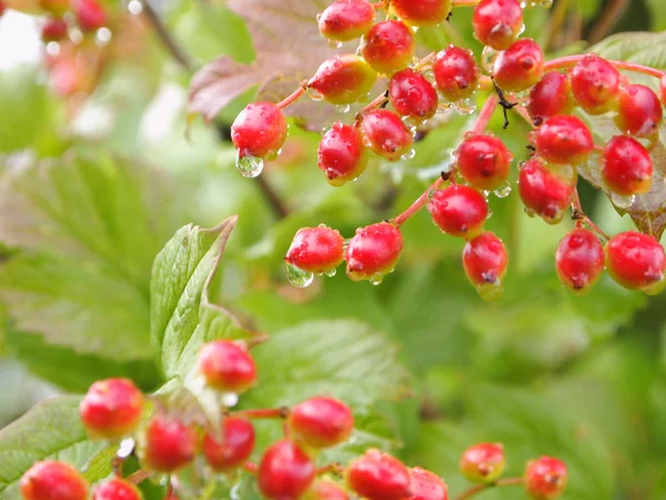 Viburnum — Stock Photo, Image