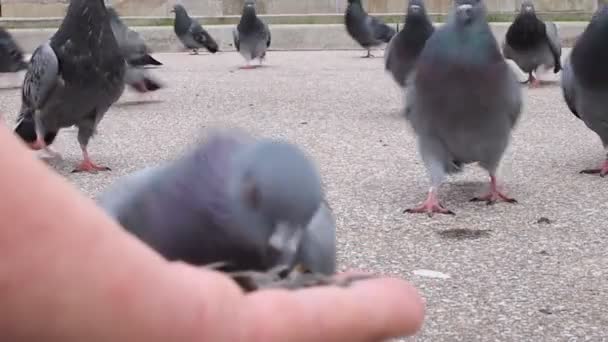 Güvercinler — Stok video
