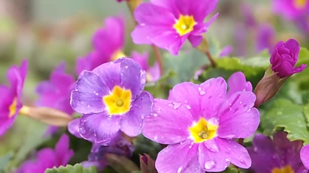 Квіти з дощем — стокове відео