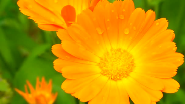 Calendula