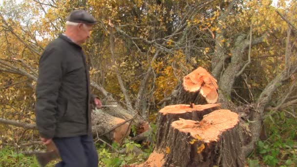 Senior on a tree felling — Stock Video