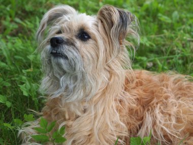 tüylü köpek