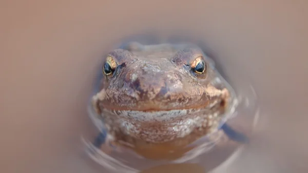 Frosch — Stockfoto