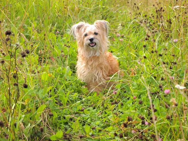Собака в траві Ліцензійні Стокові Фото