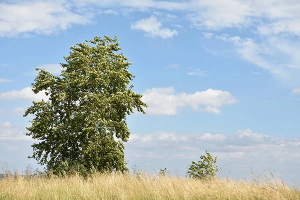 Boom Een Zonnige Zomerdag Tegen Een Bewolkte Lucht — Stockfoto