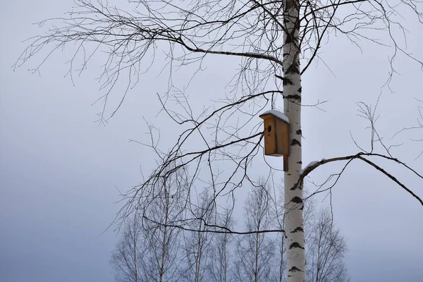 Birdhouse Birch Winter — Stock Photo, Image