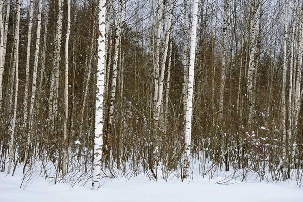 Gaj Brzozowy Zimą Opadach Śniegu — Zdjęcie stockowe