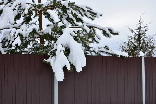 Rama Abeto Cubierto Nieve Cerca Cerca Hierro Concepto Invierno —  Fotos de Stock