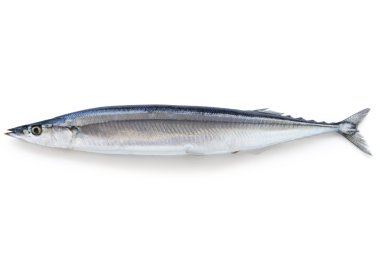 Pasifik saury