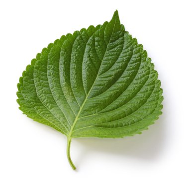 Perilla yaprak, egoma