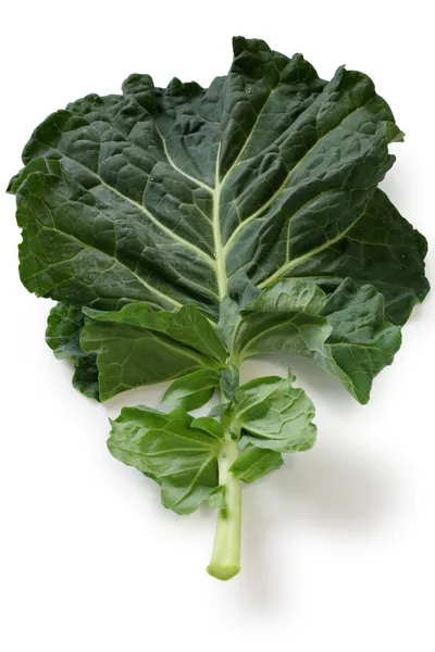 A leaf of kale — Stock Photo, Image