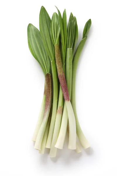 Alpine leek, victory onion — Stock Photo, Image