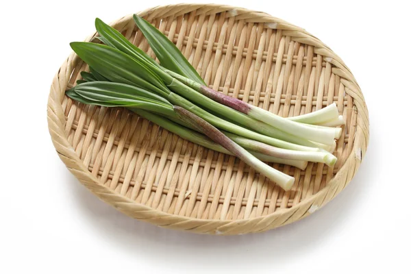 Alpine leek, victory onion — Stock Photo, Image