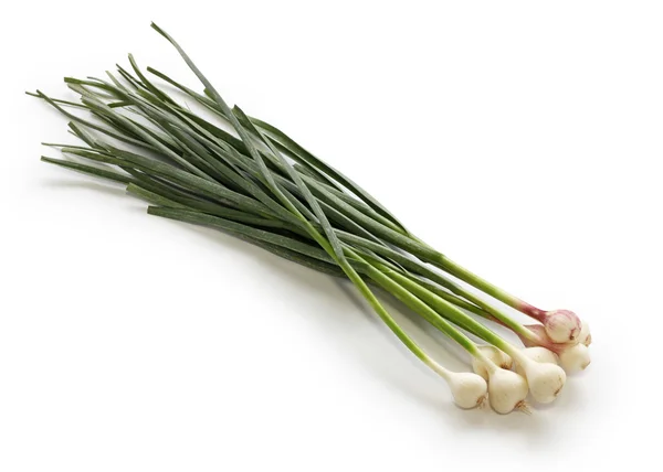 Garlic leaves — Stock Photo, Image
