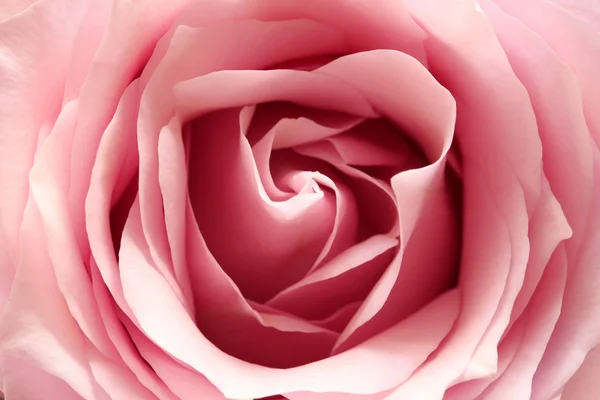 Rosa rosa Immagine Stock