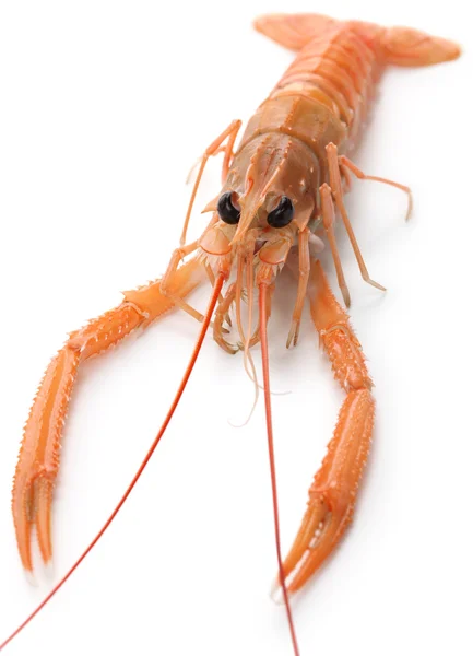 Ruwe scampi geïsoleerd op witte achtergrond — Stockfoto