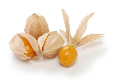 Physalis