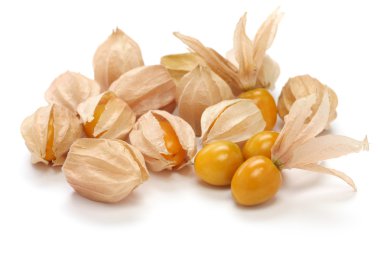 Physalis