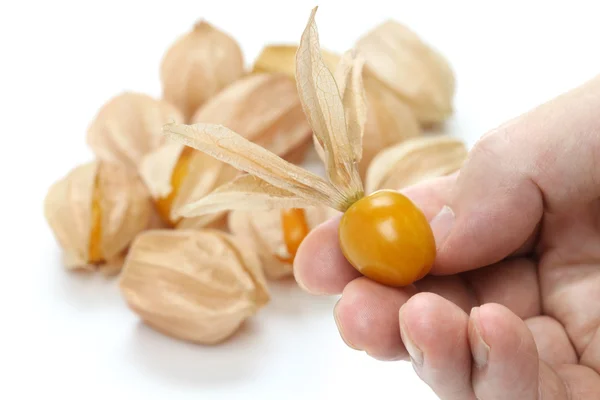 Physalis. — Foto de Stock