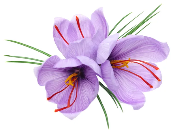 Saffron flowers — Stock Photo, Image