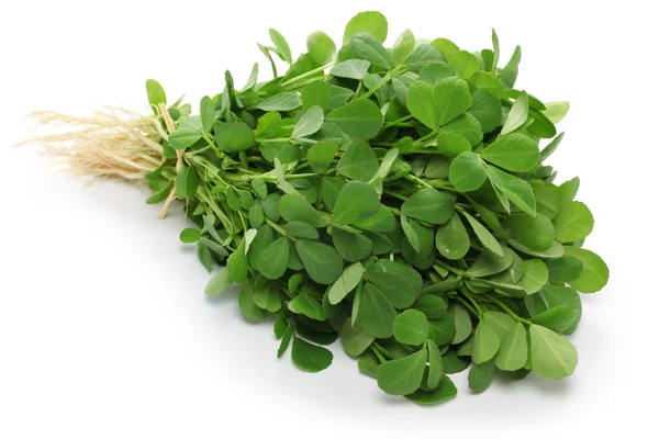 Methi, fenugreek leaves — Stock Photo, Image