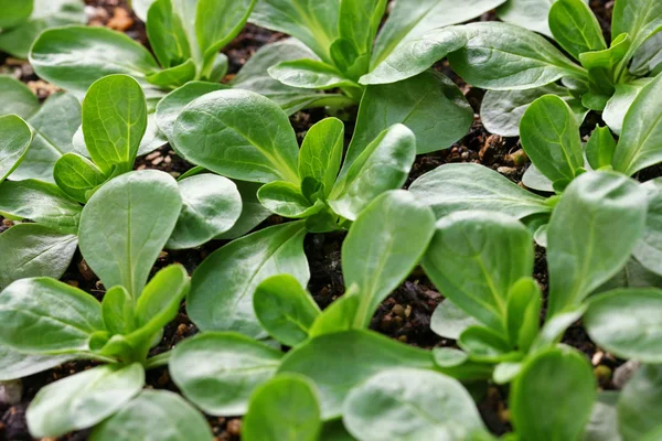 Maissalat, mache, vårsalat – stockfoto