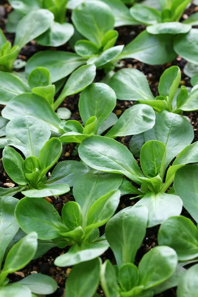 Maissalat, mache, vårsalat – stockfoto