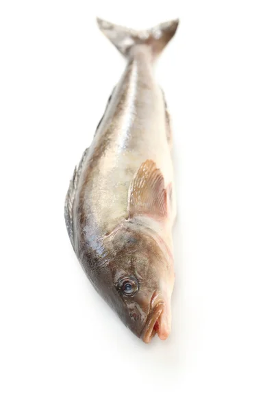 Greenling árabe, okhotsk atka caballa, hokke — Foto de Stock