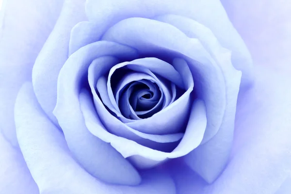 柔和的蓝色玫瑰 — 图库照片