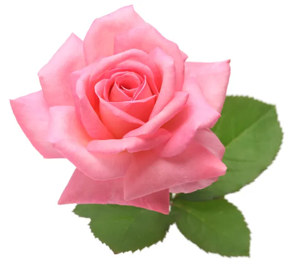 Růžová růže s listy — Stock fotografie