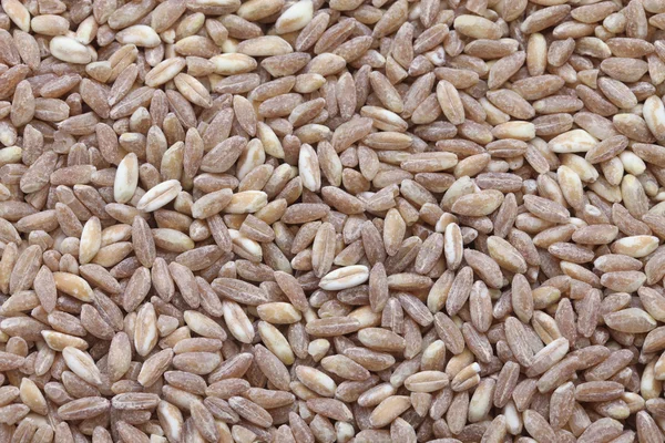 Спелт, фарро, примитивная пшеница — стоковое фото