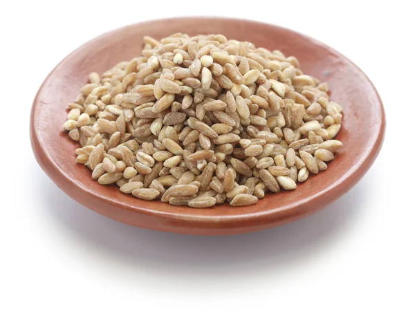 スペルト小麦、ファロ、原始的な小麦 — ストック写真