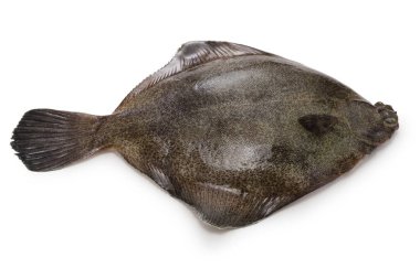 Kurbağa dil balığı beyaz arkaplanda izole edilmiş