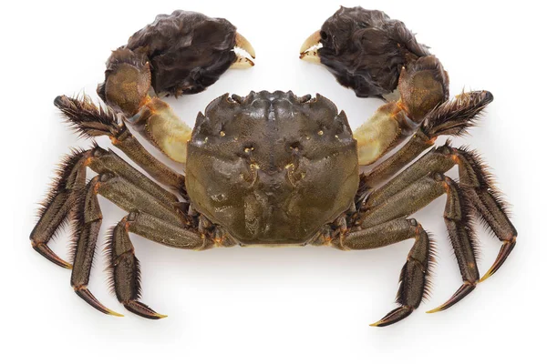 Japanese Mitten Crab Crab Same Kind Crab Shanghai Hairy Crab — Stock Photo, Image