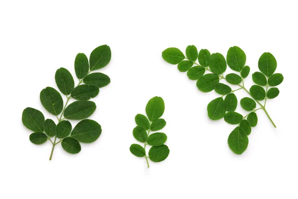 Moringa Leaves Isolated White Background — Stock Photo, Image