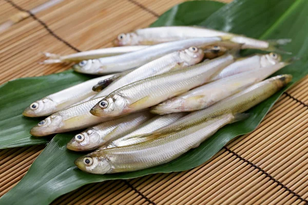 Chika Orang Jepang Berselancar Berbau Daun Haran — Stok Foto