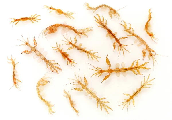 Skeleton Shrimps White Background — Stock Photo, Image