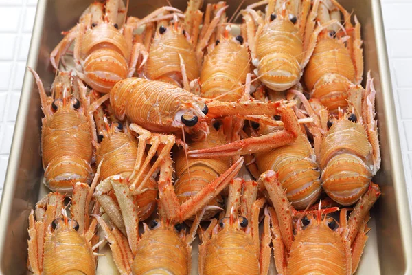 Squat Lobster Cervimunida Princeps Cervimunida Princeps Species Squat Lobster Family — Stock Photo, Image