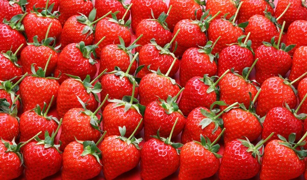 Hermosas Fresas Recién Recogidas Tallo Largo — Foto de Stock