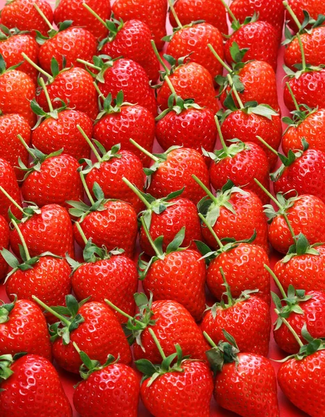 Hermosas Fresas Recién Recogidas Tallo Largo — Foto de Stock