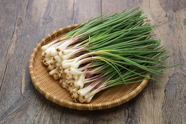 Shima Rakkyo Échalote Okinawa Légumes Japonais — Photo